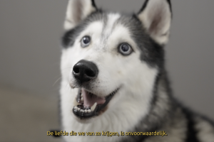 AboutCats&Dogs Jaarbeurs Stichting DierenLot