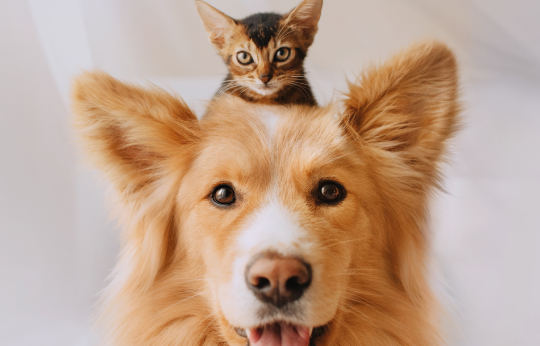 Foto van hond en kat